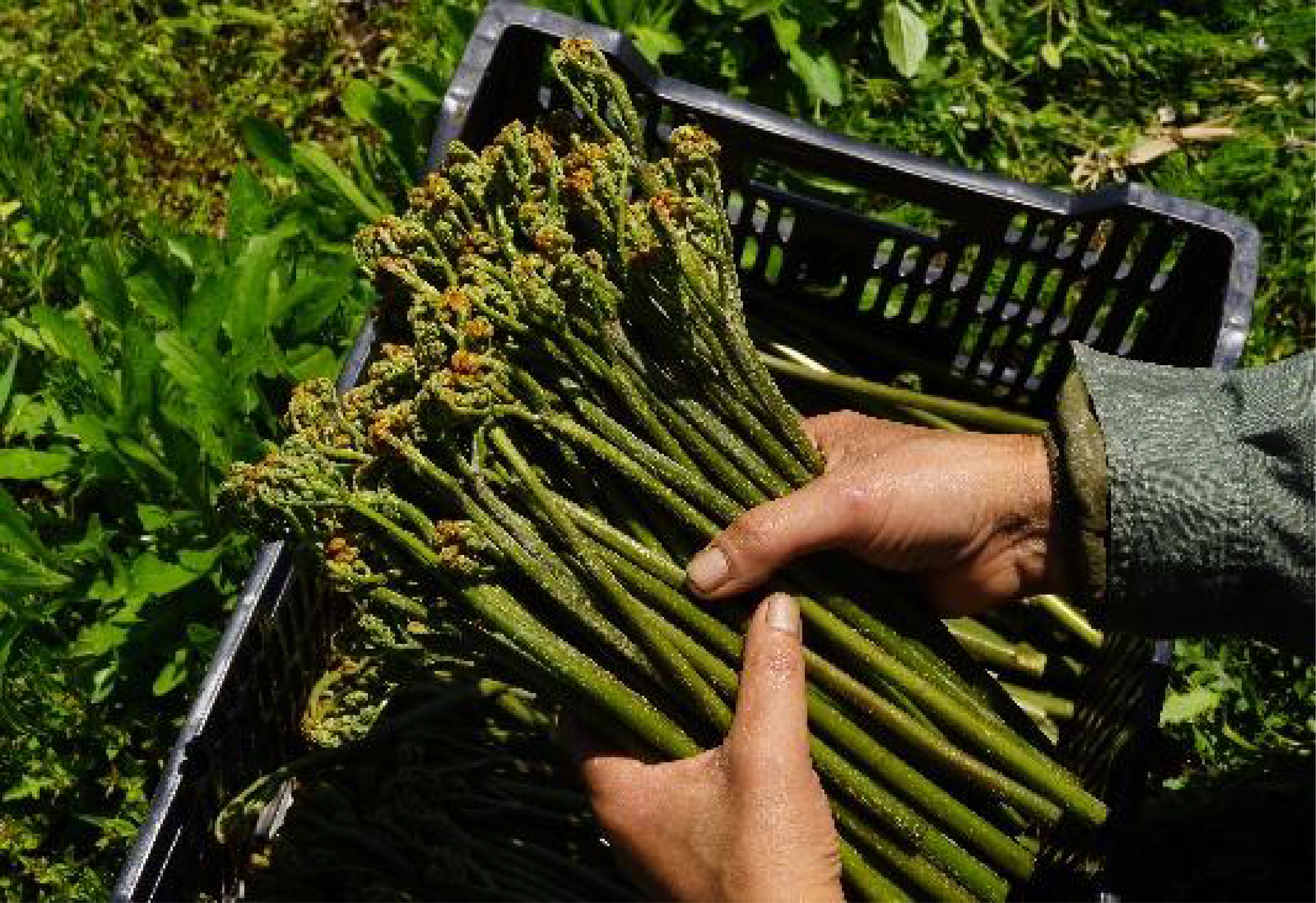 雪解け水を活用した「食」