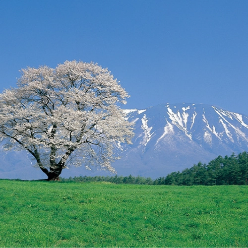 小岩井農場一本桜と岩手山